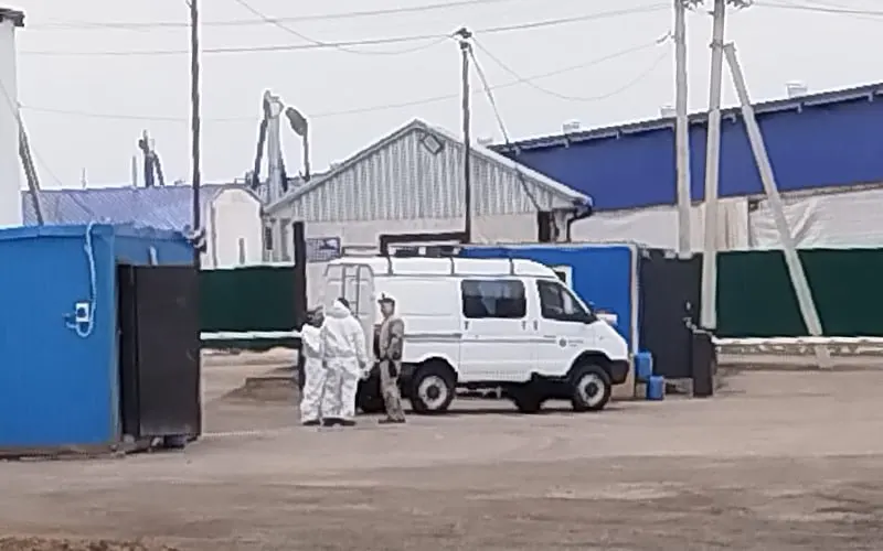 В Промышленновском округе Кемеровской области выставили блокпосты и оцепили ферму: по сообщениям, проводится массовый убой доильного стада. Ветслужбы усилили санитарный контроль и обследуют поголовье.