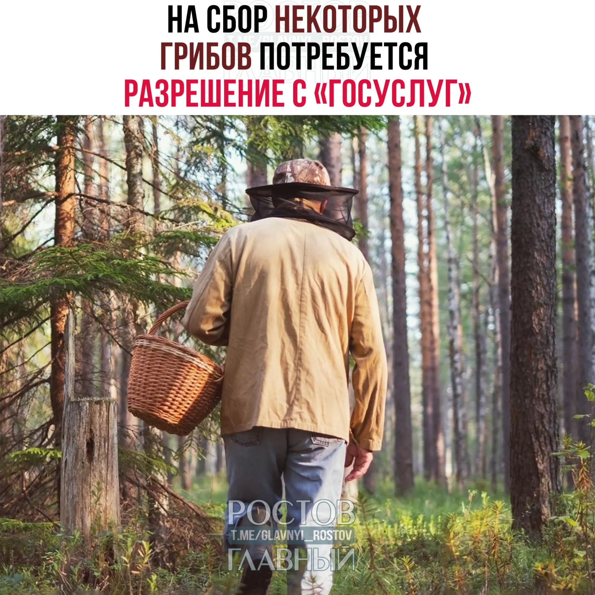 Для сбора отдельных редких видов грибов — в том числе сыроежки золотистой и чёрного трюфеля — с 1 сентября 2027 года нужно будет получать разрешение через «Госуслуги». Заявки будут рассматривать до 15 дней; за сбор краснокнижных грибов без разрешения предусмотрена уголовная ответственность.
