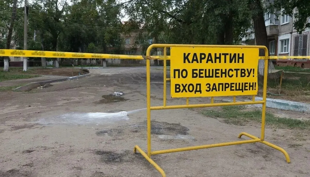 В Барнауле обнаружили заражённых животных в Октябрьском районе (ул. 40 лет Октября, 27) и в посёлке Ягодное — в этих зонах введён карантин, который продержится до 60 дней после последнего случая заболевания среди животных.
