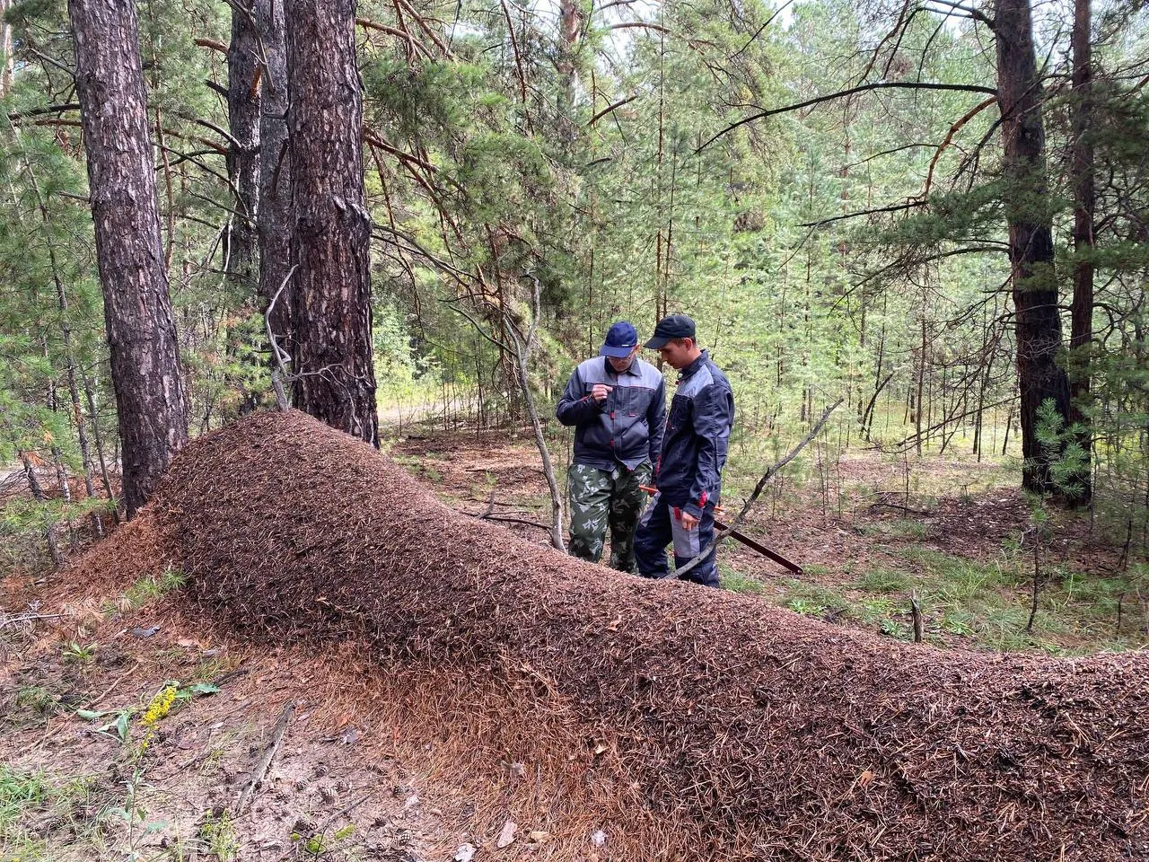Муравейник на упавшем дереве между Павловским и Топчихинским районами достигает 105 см в высоту; его предложили внести в Книгу рекордов России.