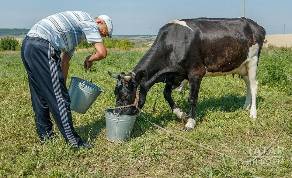 Число молочных предприятий резко сокращается, закупочные цены на сырое молоко упали, а доходность переработки и производства резко снизилась — фермеры массово теряют рентабельность.