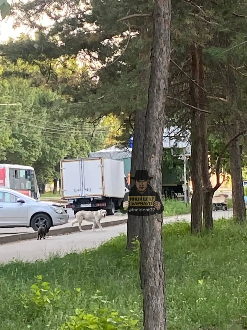 В Железнодорожном районе Барнаула крупная собака породы алабай выбежала с территории рынка и напала на той-терьера возле дома на Северо-Западной — прохожие не смогли спасти маленькую собаку. Жители просят службы отреагировать, опасаясь повторных нападений.