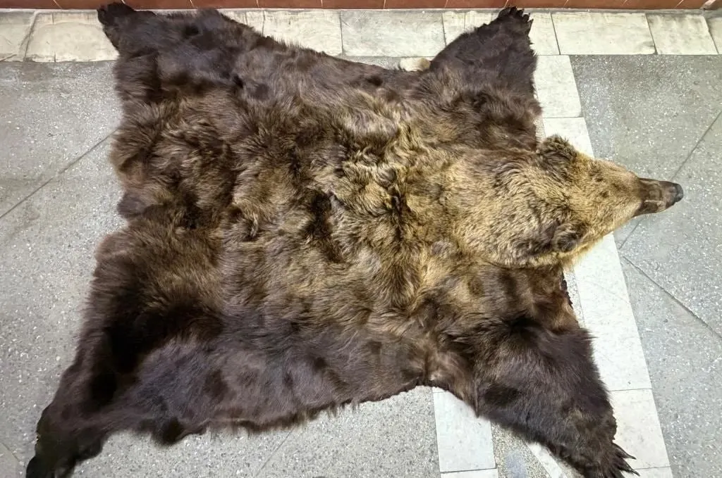 На пункте пропуска Павловка при выезде в Казахстан в машине обнаружили шкуру бурого медведя с головой; водитель не предъявил сертификат CITES, против него возбуждено административное дело по ст. 16.3 КоАП РФ.