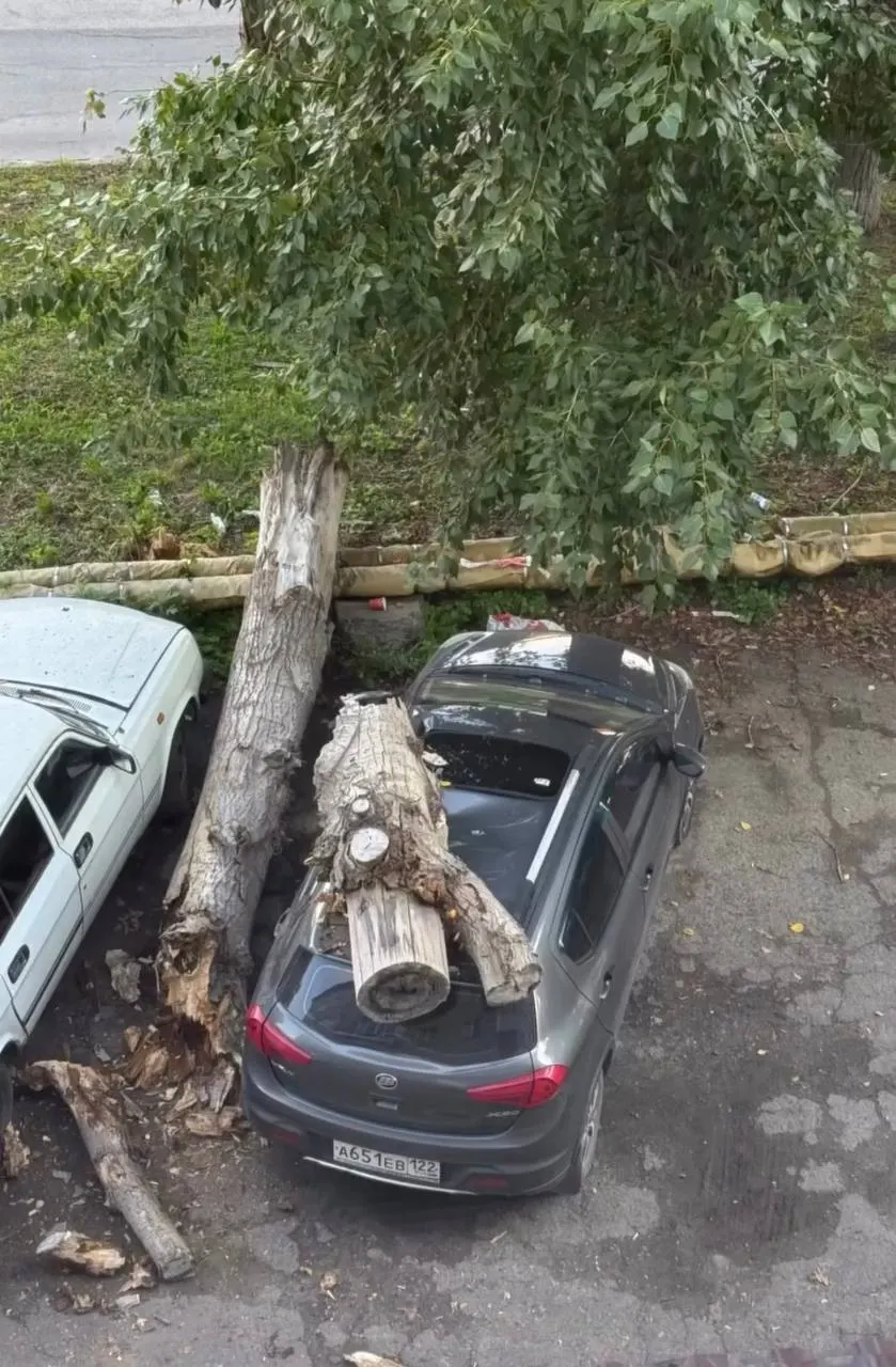 На улице Новороссийской, 5 дерево упало на припаркованный автомобиль; владелец рассказал, что ветра не было, машина получила серьёзные повреждения.