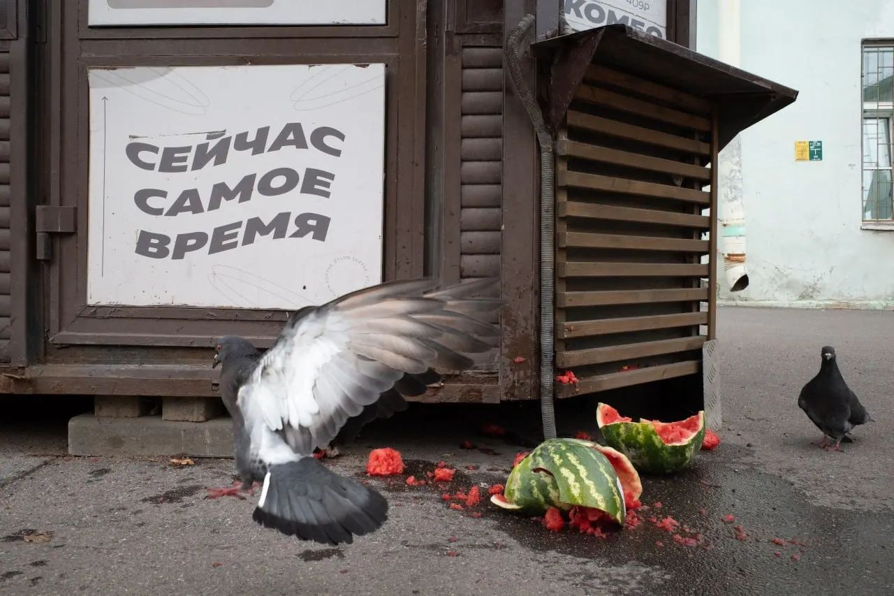 В Петербурге и Ленобласти заочно оштрафовали священника за антивоенное высказывание; прошли панихиды и экологические акции. В России и мире обсуждают выборы и перестановки в Минобороны.