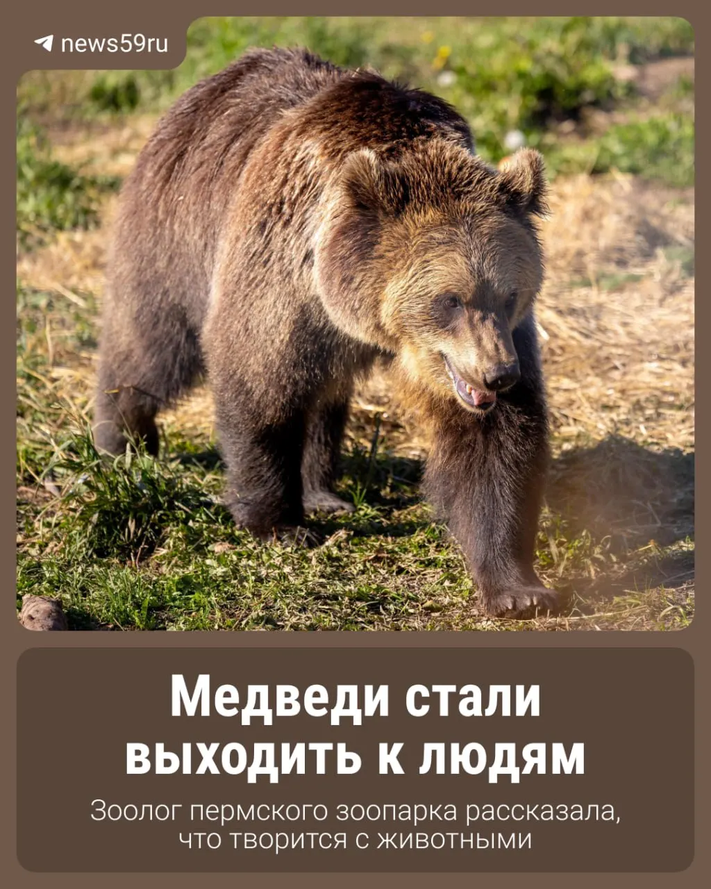 Инцидент на Алтае стал поводом для наблюдений за ростом активности медведей в разных регионах России. Разбираемся в причинах вместе с экспертом.