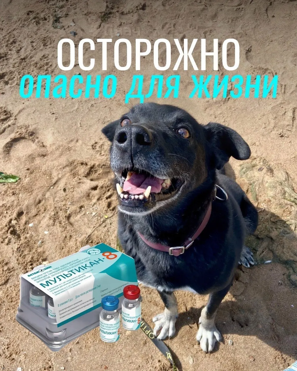 После прививок у животных наблюдались судороги, рвота, диарея и отёки; часть собак погибла, некоторых владельцев пришлось усыплять. Партия вакцины была отозвана для проверки; подтверждённой причинной связи с гибелью пока не установлено.