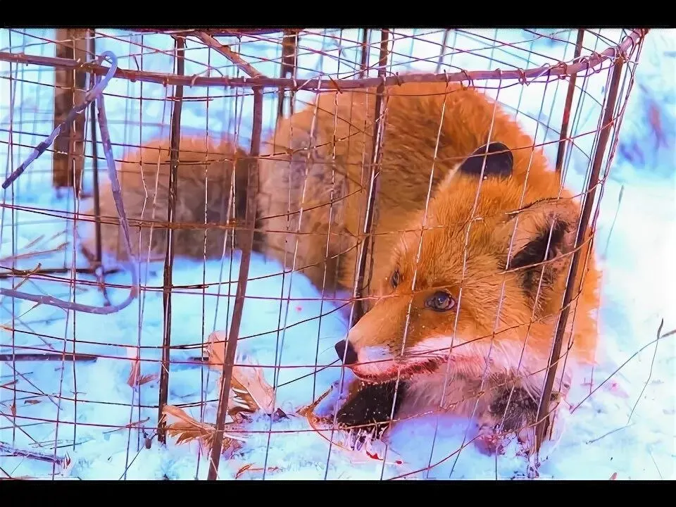 Правительство края установило выплату 1 000 рублей за каждую лисицу старше шести месяцев. Описан порядок оформления акта добычи, требования к упаковке и сроки подачи документов в Минприроды.