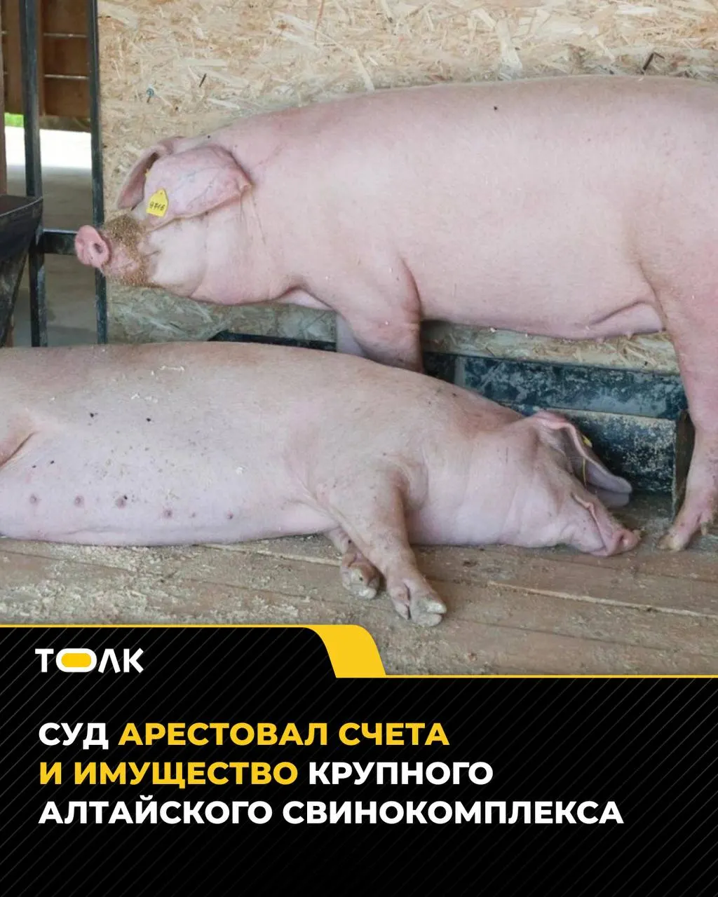 Суд наложил арест на счета и имущество свинокомплекса в регионе по делу о задолженности за аренду, чтобы предотвратить вывод активов.