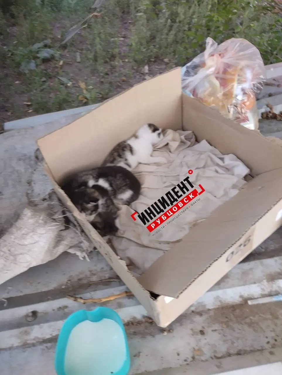 На улице Комсомольской, 62, неизвестные оставили коробку с новорождёнными котятами; малыши ещё не открыли глаза и нуждаются в помощи.