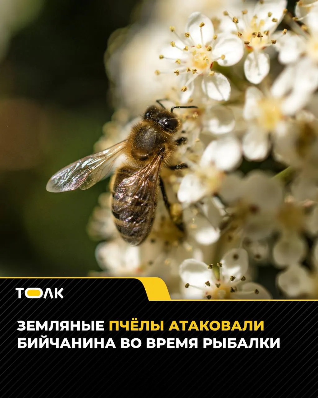 После укусов земляных пчёл рыбак обратился в травмпункт; врачи обработали место укуса, ввели антигистаминный укол и предупредили об аллергии.