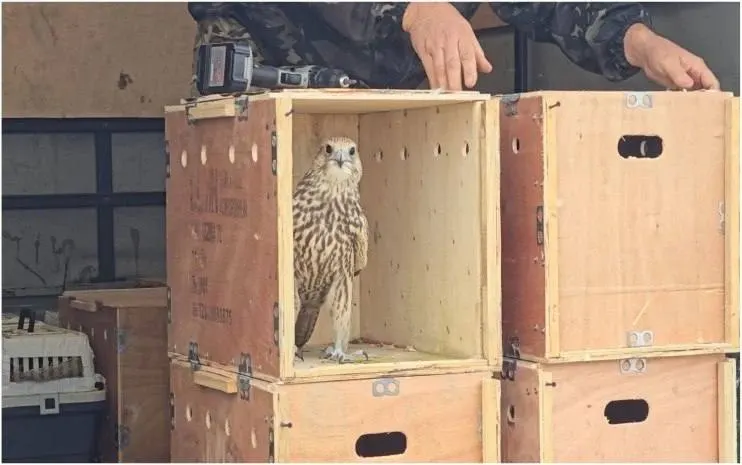 20 балобанов выпущены в заказнике Рубцовская степь в Алтайском крае в рамках программы восстановления популяции.