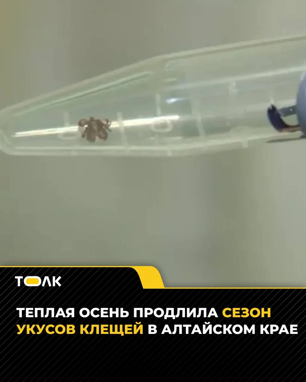 За сезон к медицинским организациям обратились 7,3 тысячи жителей после укусов клещей; за последнюю неделю зарегистрировано 78 новых случаев. Врачи призывают соблюдать осторожность в лесопарковых зонах и на дачных участках.