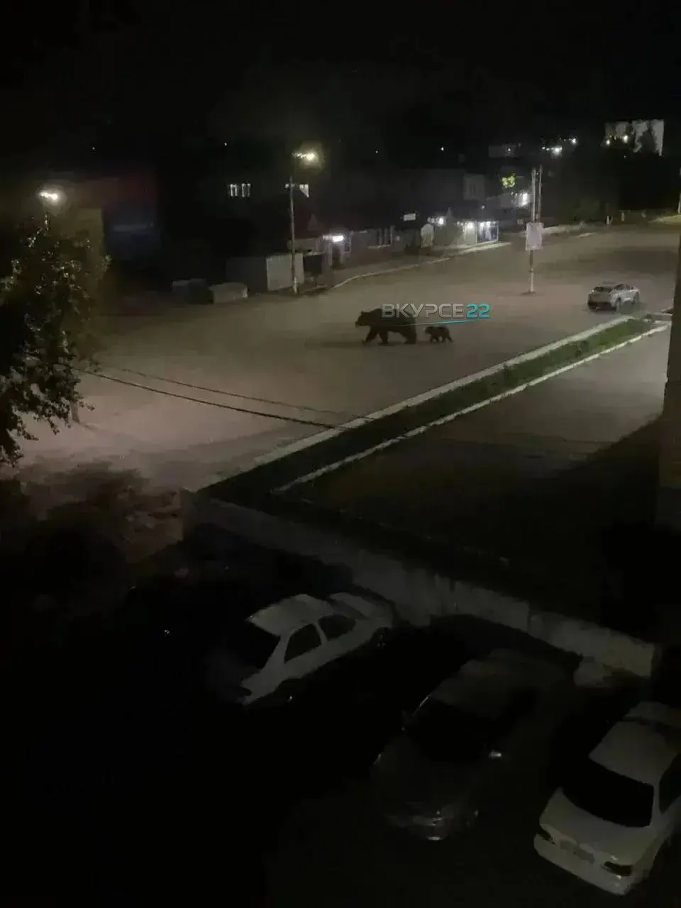 В Заринске зафиксированы наблюдения медведей в черте города; работают экстренные службы, жителей просят сохранять спокойствие и быть осторожными.