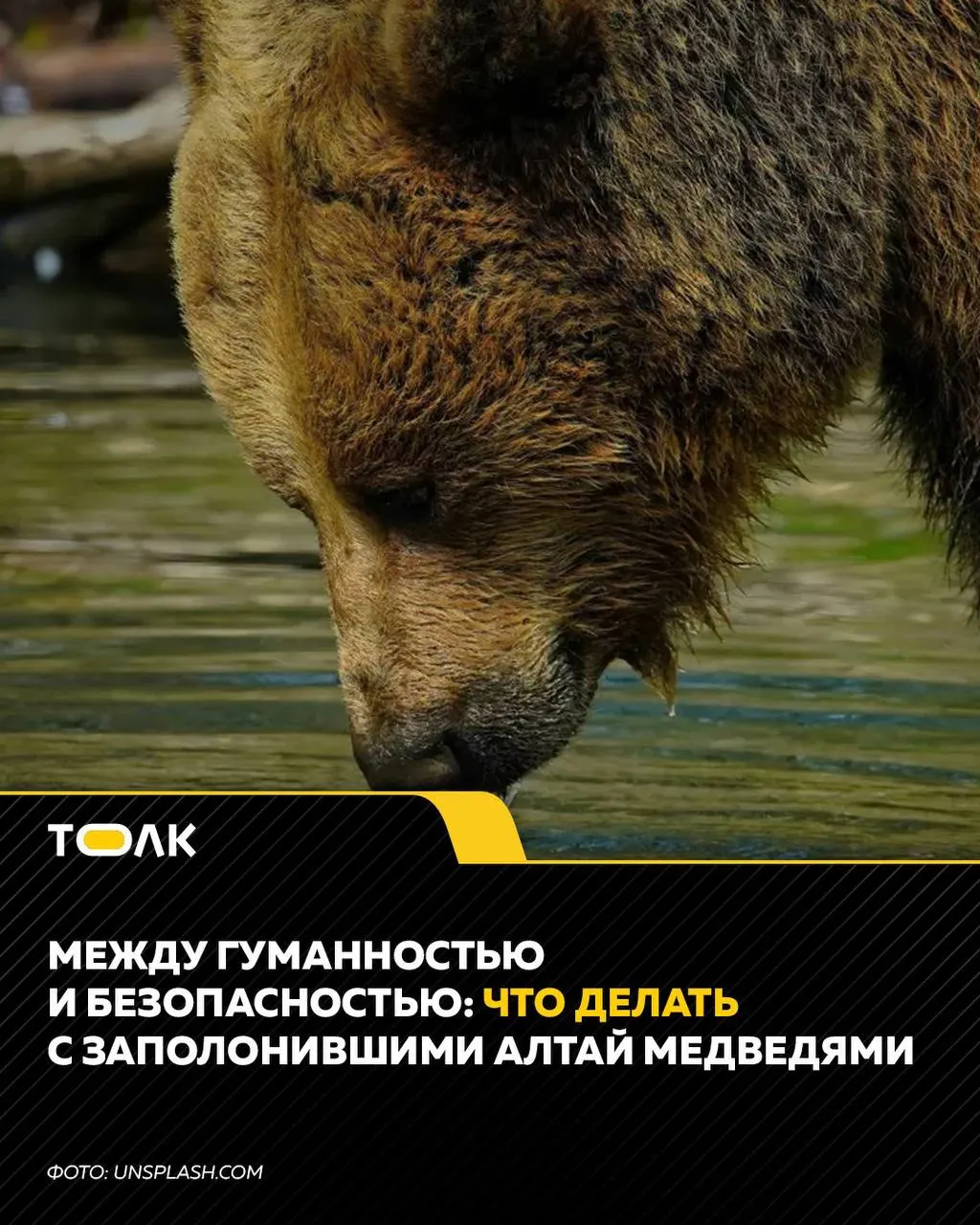 После нападения медведя на туристку в Артыбаше Турочакского района регион начал отстрел около 30 животных. Зоозащитники требуют прекратить меры и усилить управление отходами.
