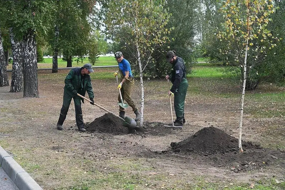 В Нагорном парке заменили аварийные деревья на семь молодых берёз и десять лип; к 2026 году запланирована масштабная посадка деревьев и кустарников.