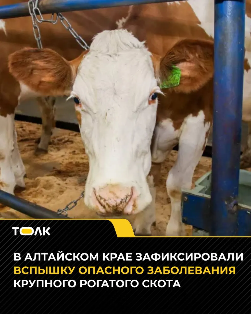 Очаг инфекции зафиксирован в Кытмановском районе; карантин действует на молочную ферму и близлежащие населённые пункты до стабилизации ситуации.