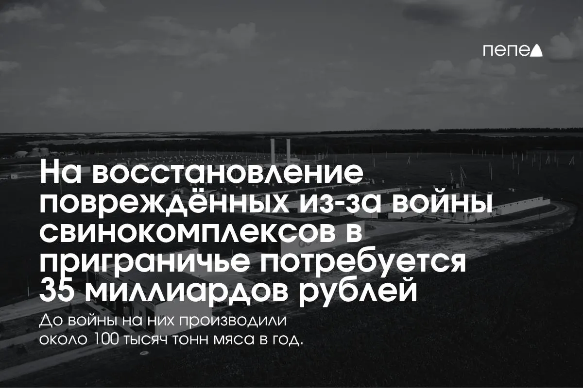 Из-за частых обстрелов и атак беспилотников в трёх приграничных регионах России ожидаются существенные траты на безопасность и восстановление свиноводческих предприятий; часть отрасли остаётся под угрозой.