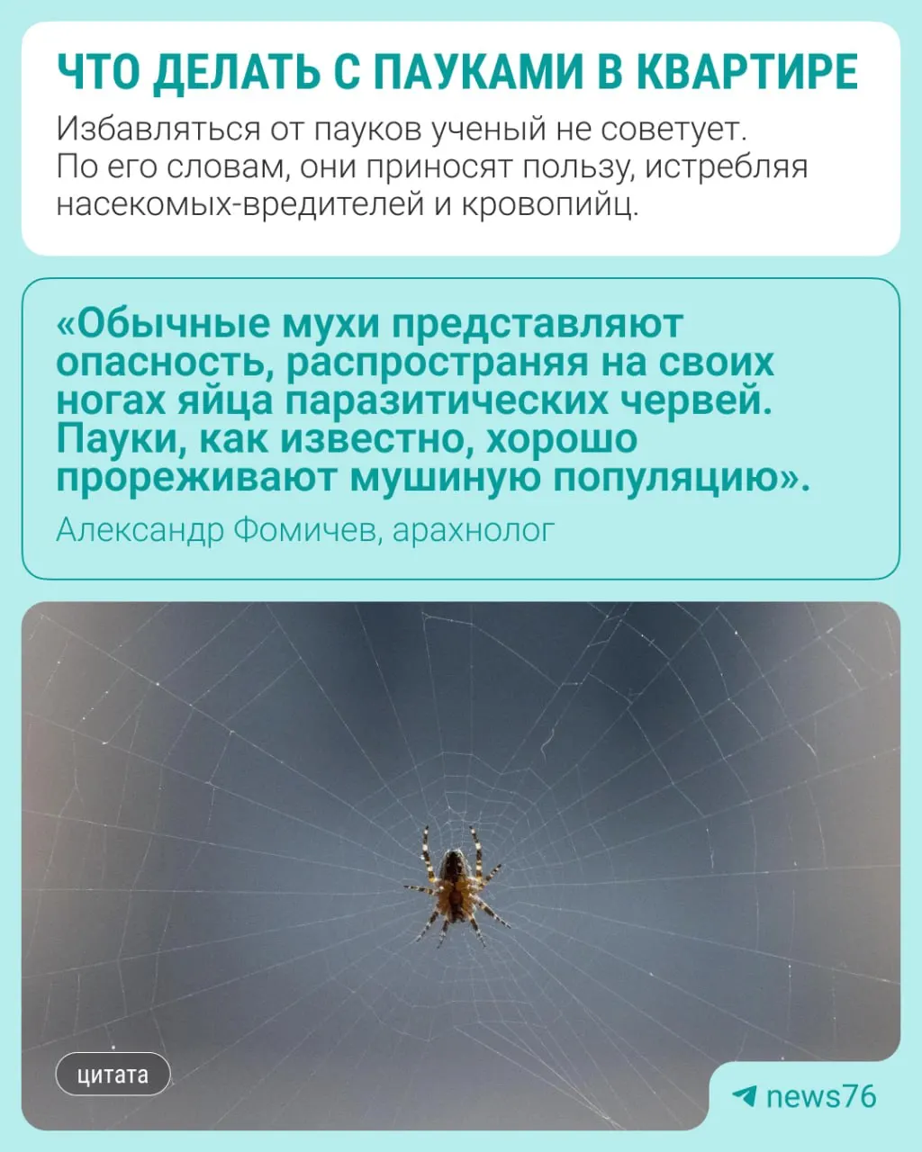 Эксперт объясняет, можно ли избавляться от пауков и как не навредить себе, если они появились в квартире.