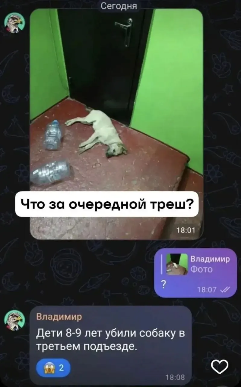 Правоохранительные органы Рубцовска расследуют гибель бездомной собаки в&nbsp;подъезде жилого дома