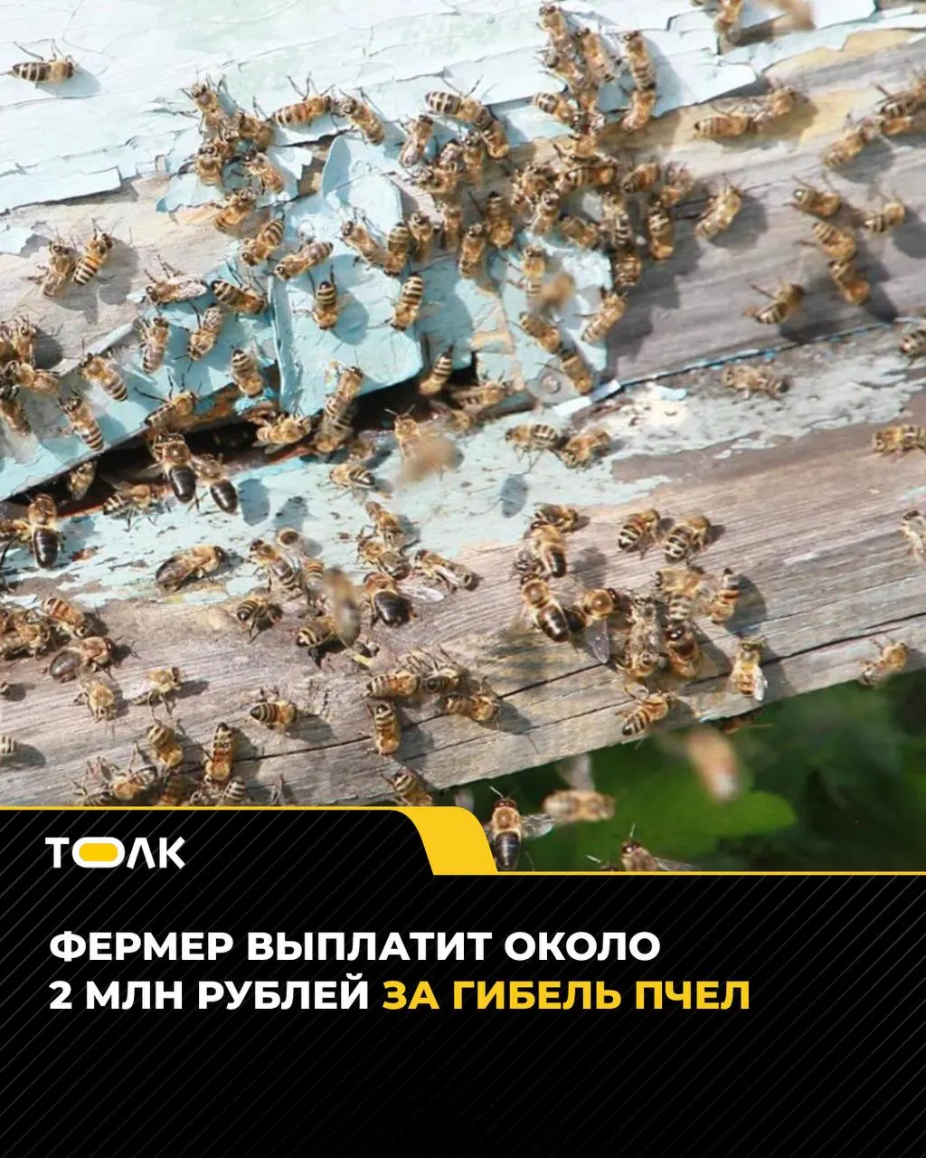 Топчихинский районный суд обязал крестьянское хозяйство выплатить пасечнику почти 2 млн рублей за гибель пчёл после обработки полей рапсом.